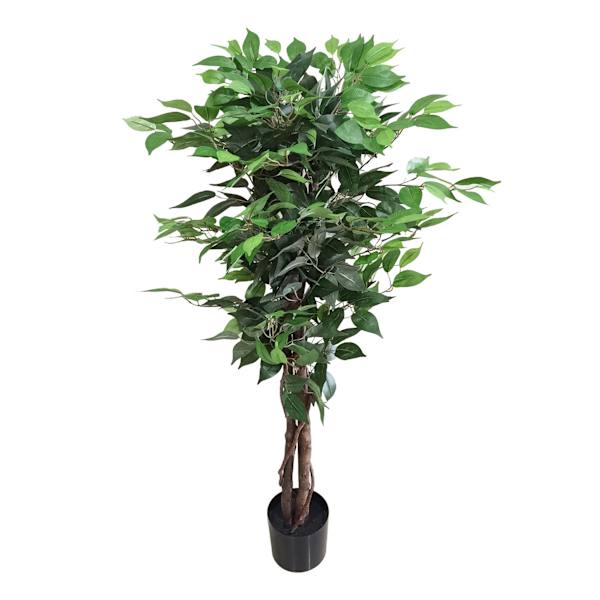 at home Ficus Tree in Black Pot 4'
