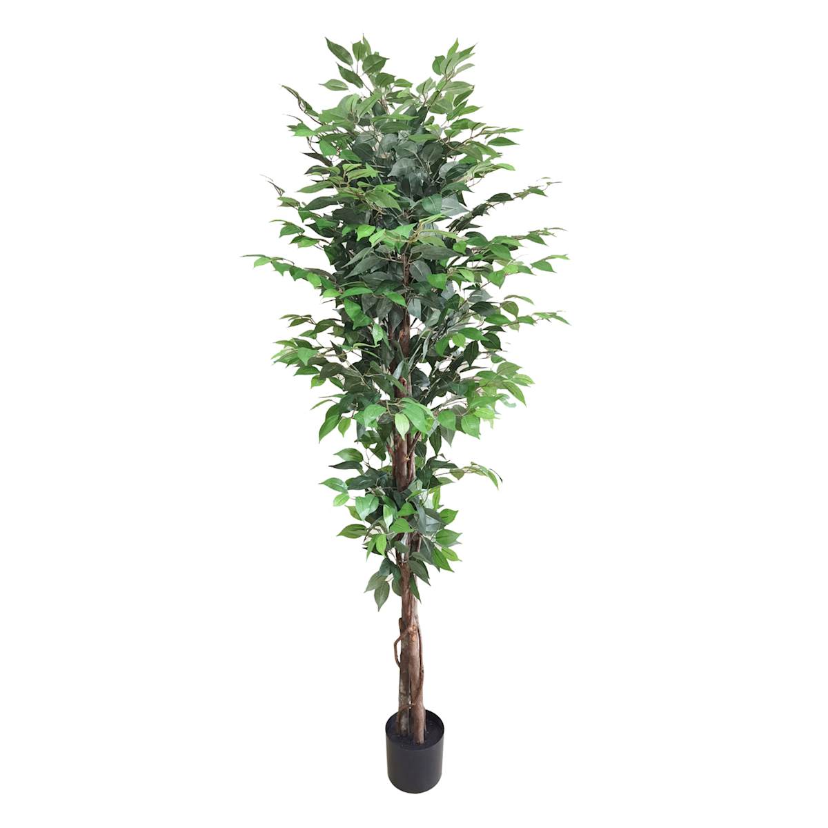 At Home Ficus Tree In Black Pot 6'