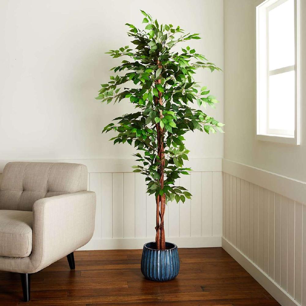 At Home Ficus Tree In Black Pot 6'