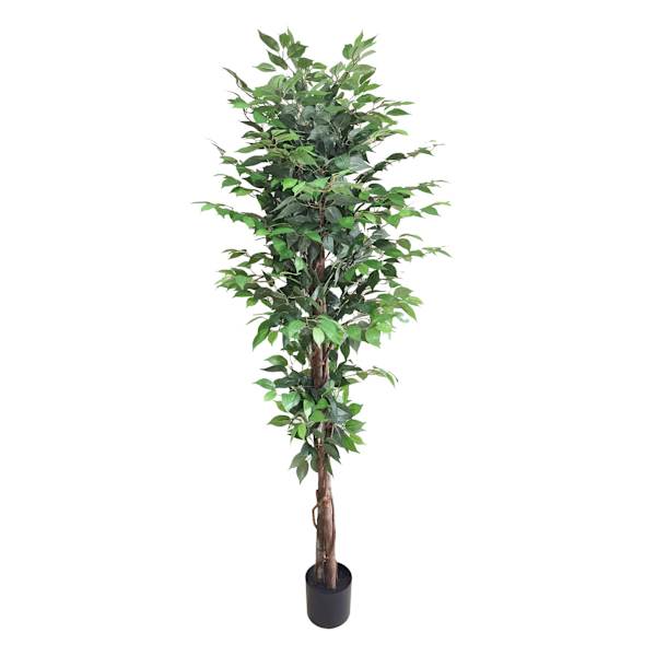at home Ficus Tree in Black Pot 6'