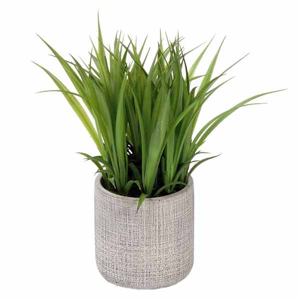 at home Grass Plant with Grey Planter 8"