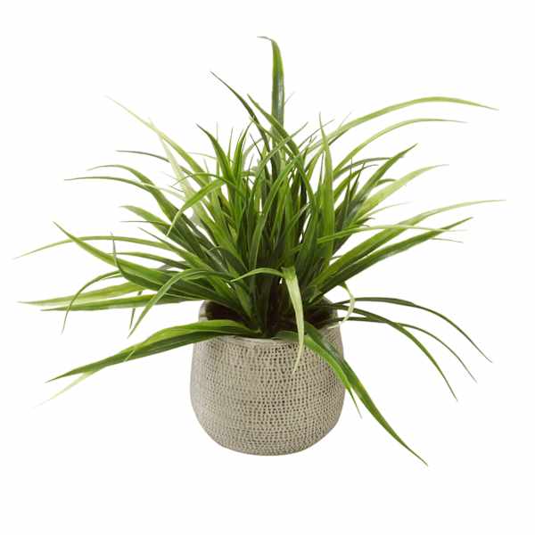 at home Grass Plant with Textured Planter 11"