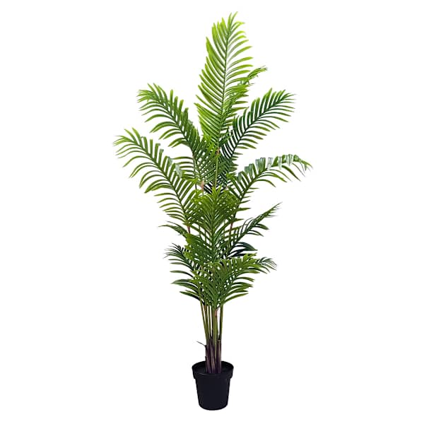 at home Potted Areca Palm Plant 6'