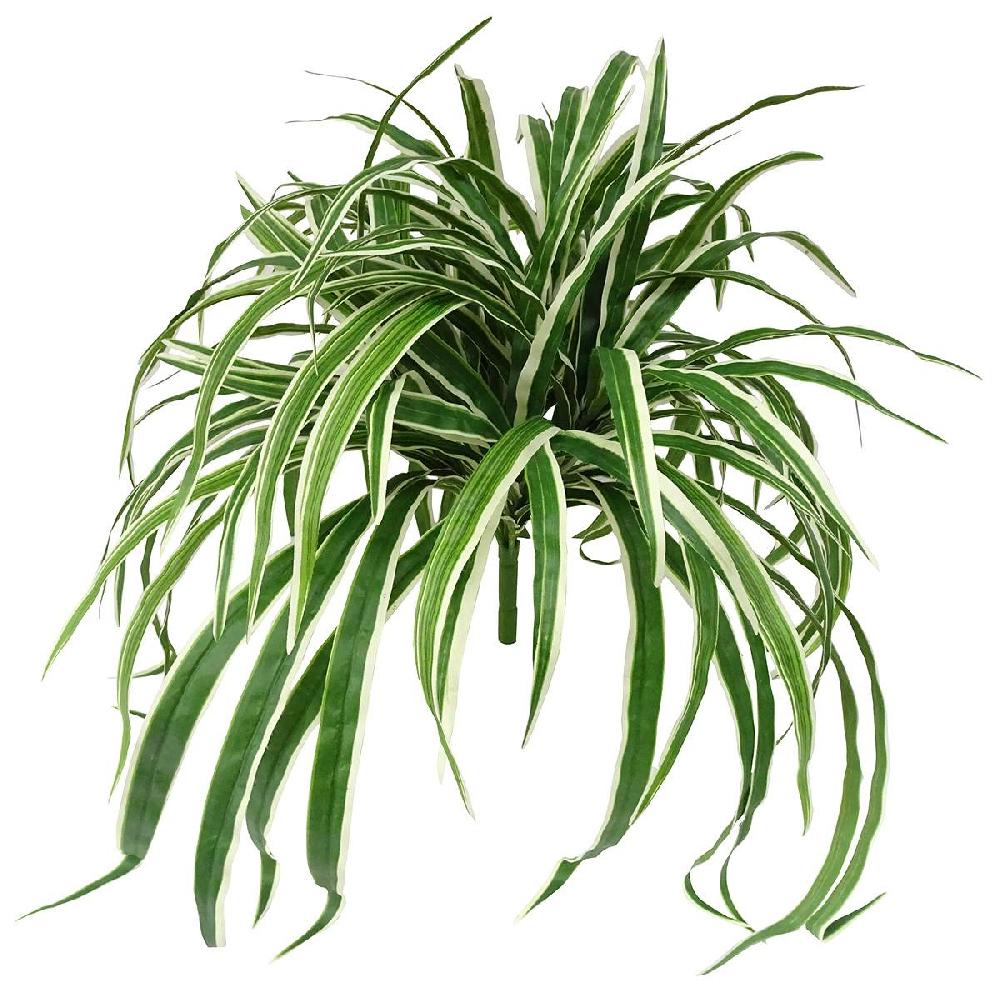 At Home Spider Plant Bush 26"