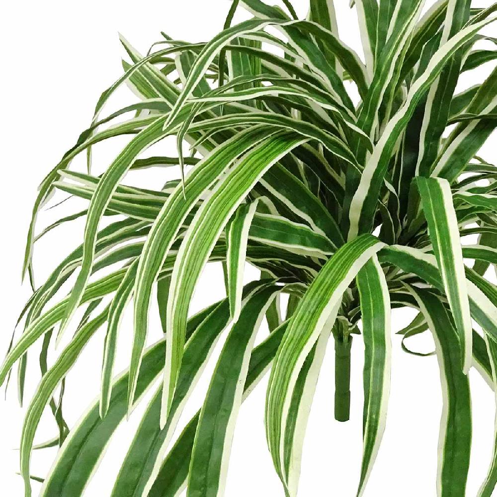 At Home Spider Plant Bush 26"