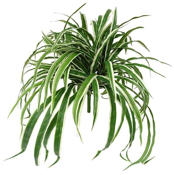 at home Spider Plant Bush 26"