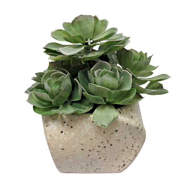 at home Succulent with Stone Look Planter 8"
