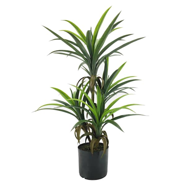 at home Yucca Tree with Black Planter 33"