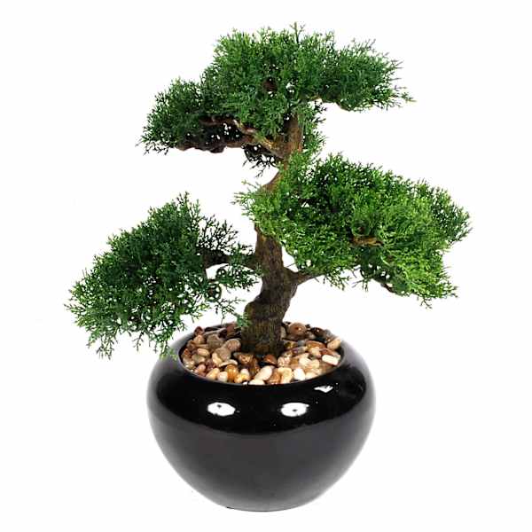 at home Bonsai Tree Plant with Black Ceramic Planter 14.5"