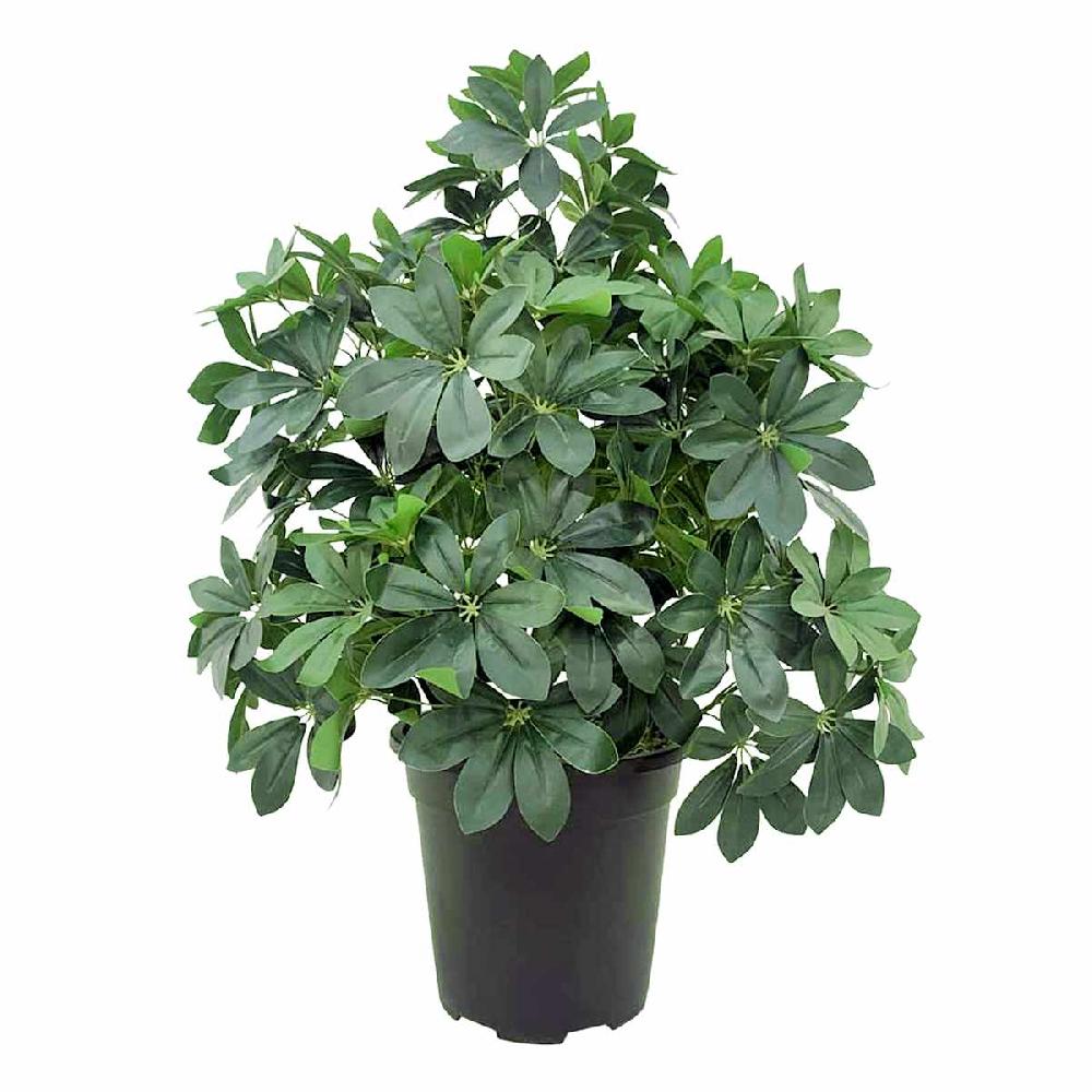 At Home Schefflera & Umbrella Arrangement In Black Pot 35"