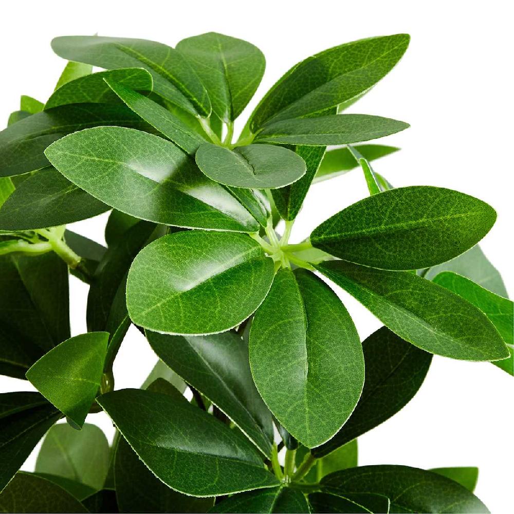 At Home Schefflera & Umbrella Arrangement In Black Pot 35"