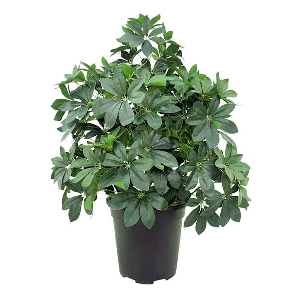 at home Schefflera & Umbrella Arrangement in Black Pot 35"