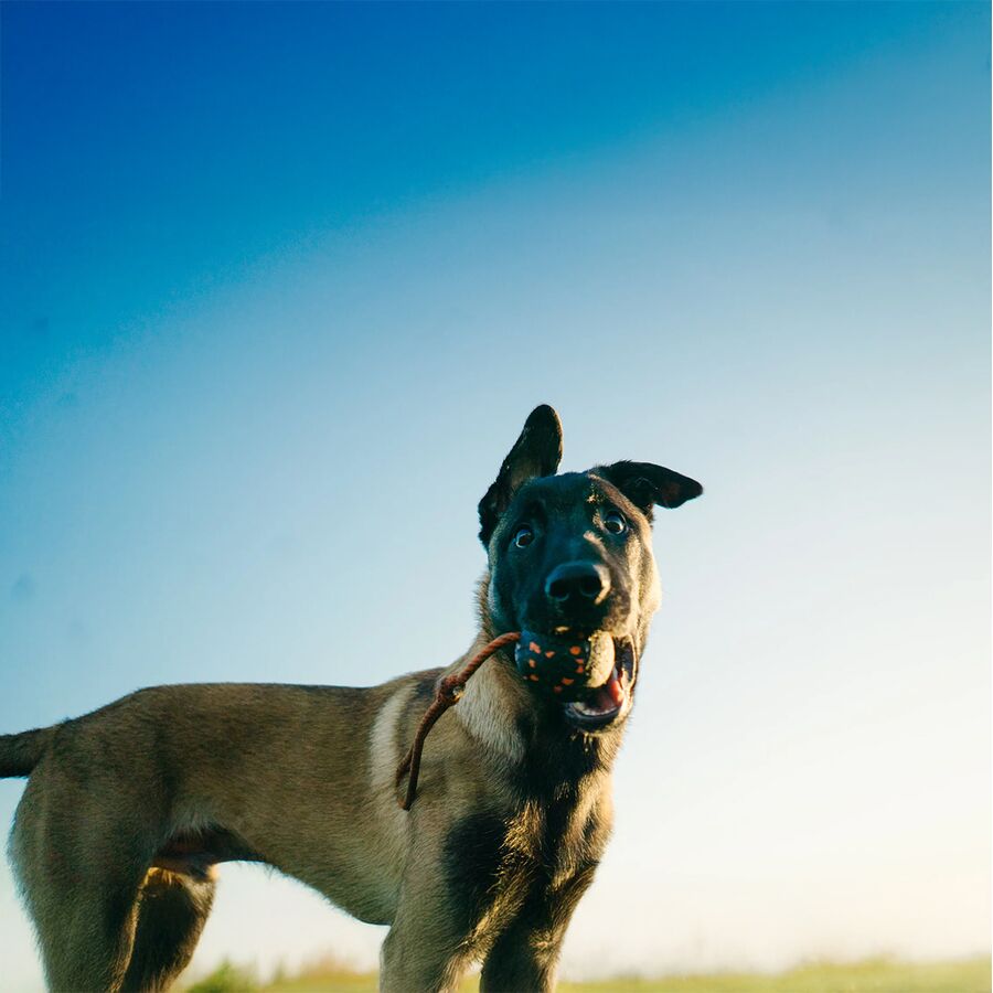 Backcountry Non-stop Dogwear Dog Ball On Rope