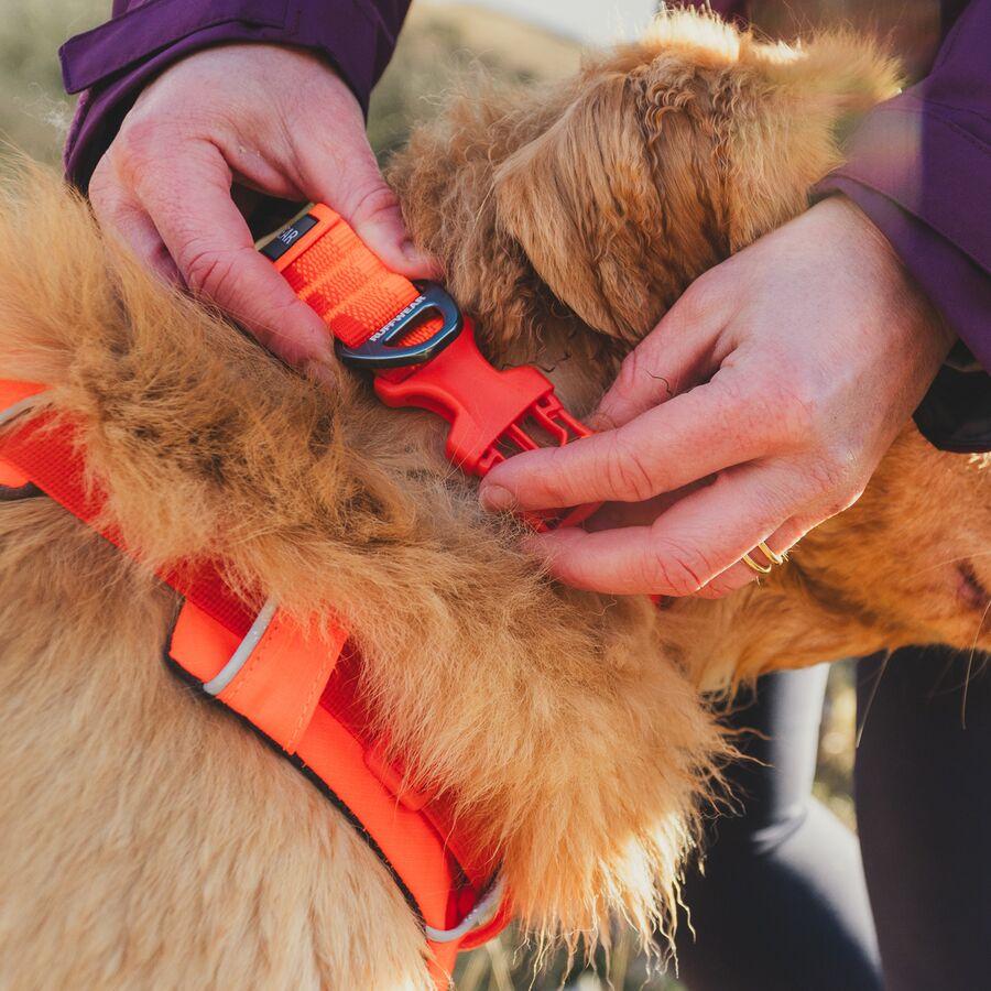 Backcountry Ruffwear Front Range Dog Collar
