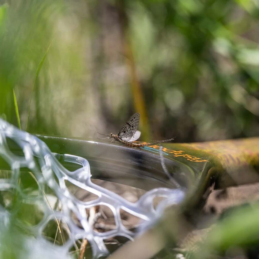 Backcountry Fishpond Nomad Canyon Net Wild Brown Trout