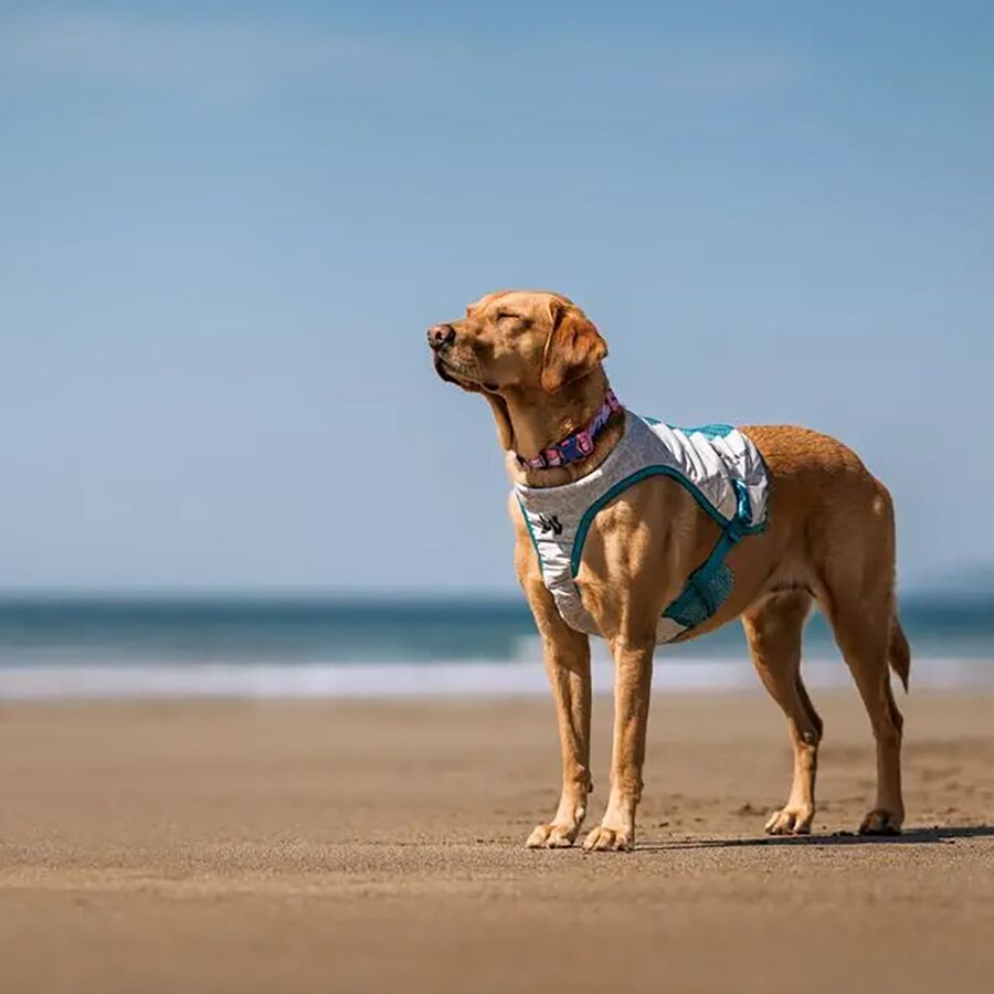 Backcountry Non-stop Dogwear Cooling Vest Lightgray/Teal
