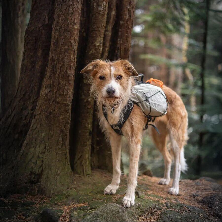 Backcountry Non-stop Dogwear Trail Light Dog Backpack Glaciergray