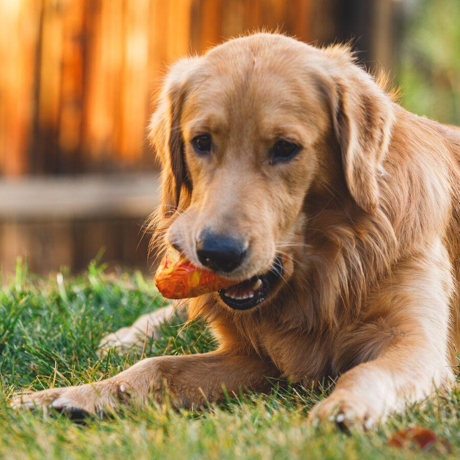 Backcountry Ruffwear Gnawt-A-Cone Salamander Orange