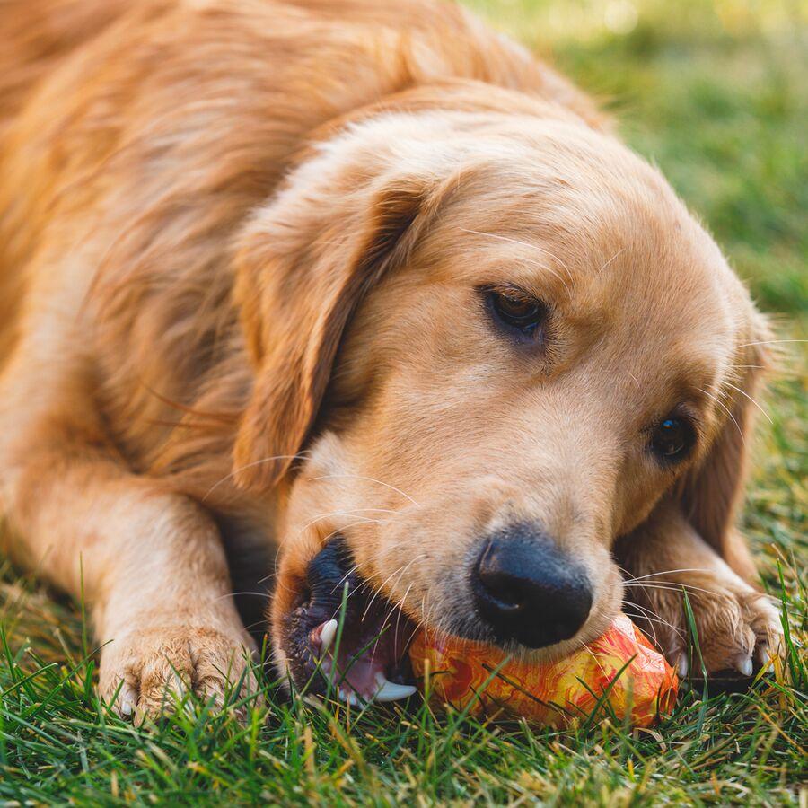 Backcountry Ruffwear Gnawt-A-Cone Salamander Orange