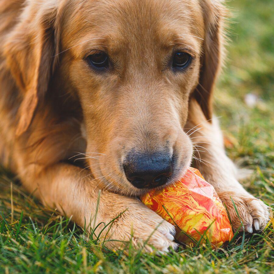 Backcountry Ruffwear Gnawt-A-Cone Salamander Orange