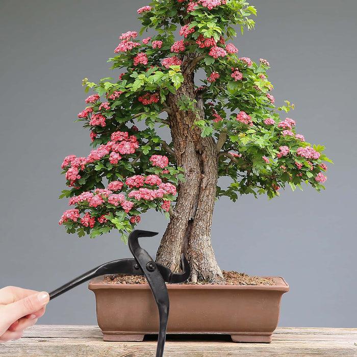 Bamboomn Bonsai 3pc Trunk And Root Set