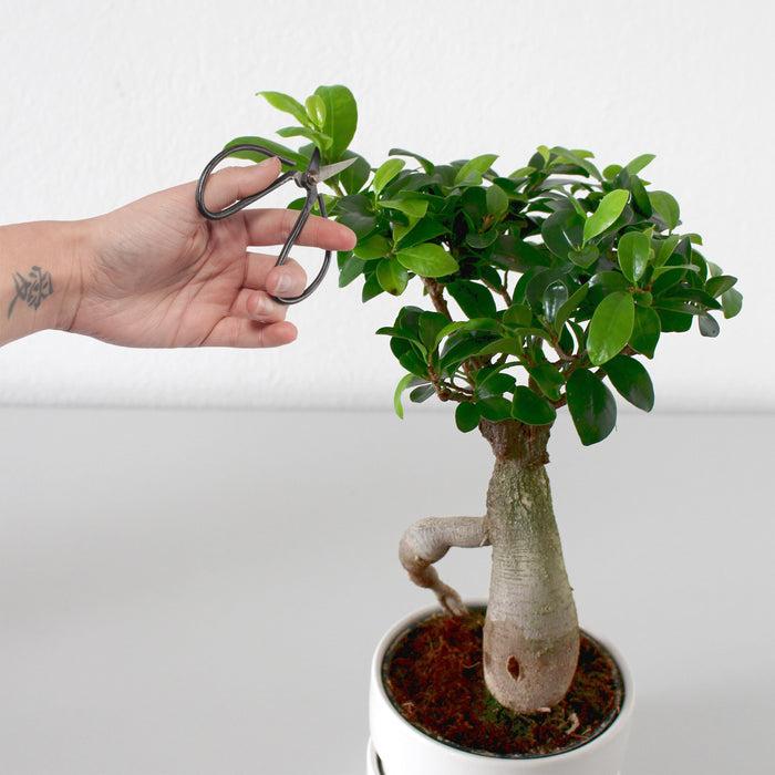 Bamboomn Bonsai 5pc Basic Care Set