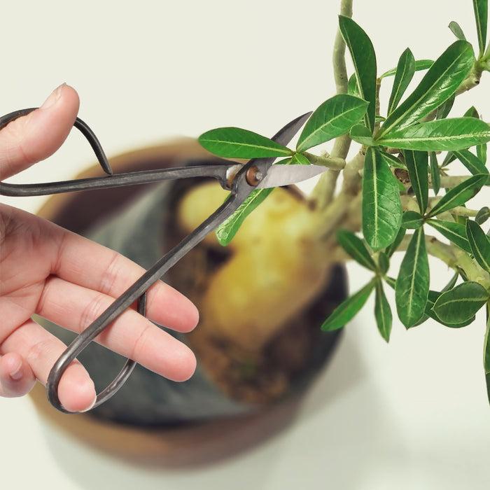 Bamboomn Bonsai 7.5" Trimming Scissor