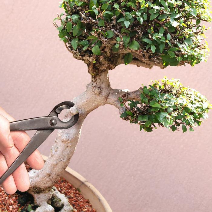 Bamboomn Bonsai 8" Concave Cutter