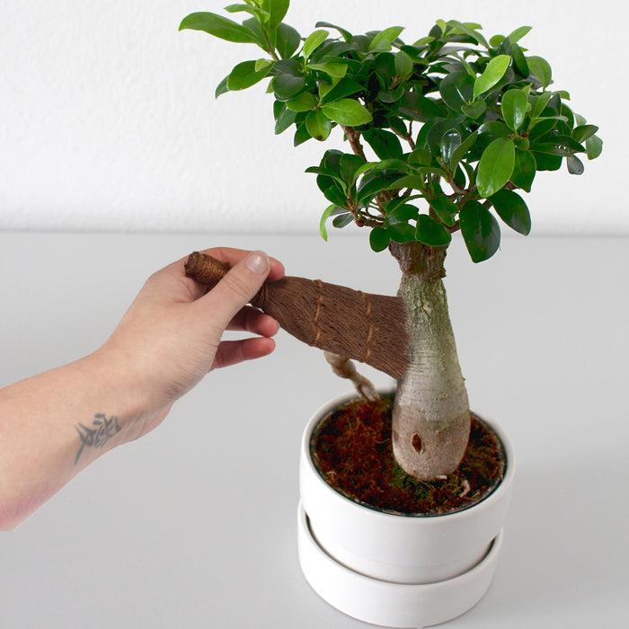 Bamboomn Bonsai Brush