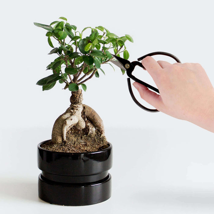 Bamboomn Bonsai Forged Shears