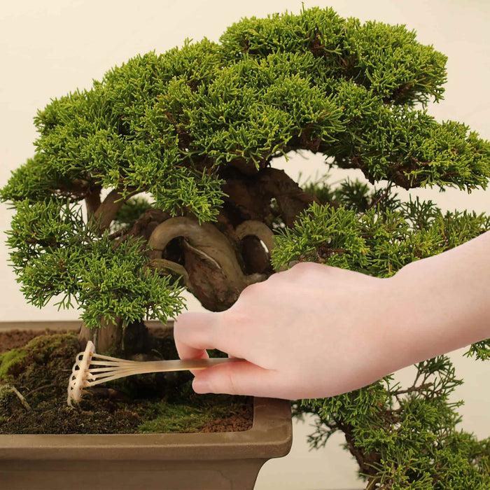 Bamboomn Bonsai Tree Pruning Starter Tool Kit