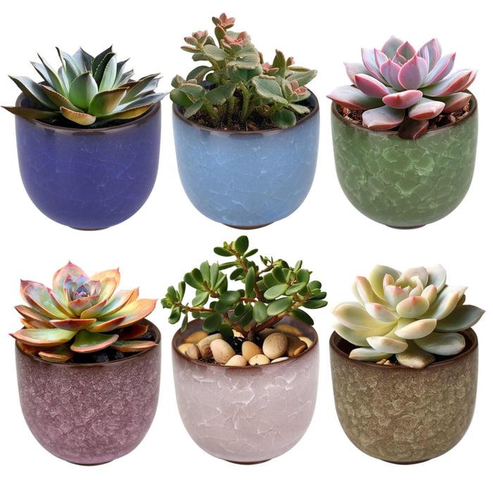 bamboomn Colored Small Plant Succulent Pots