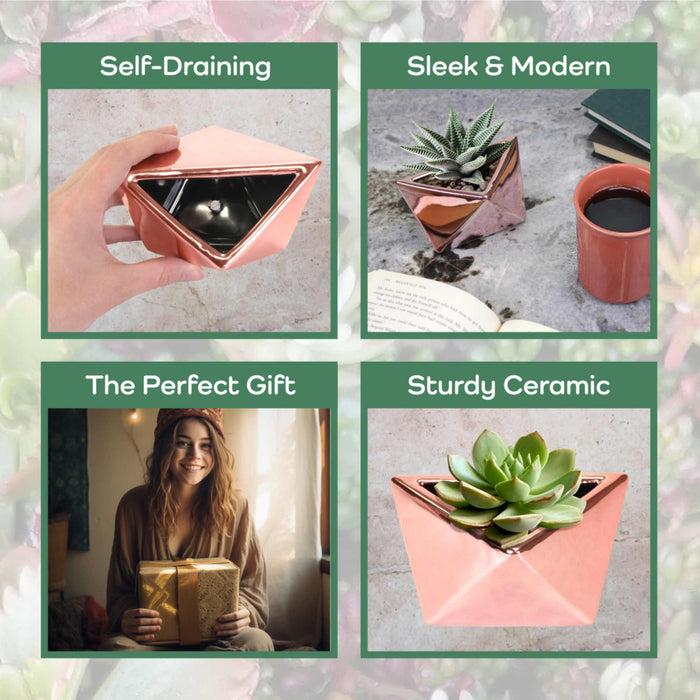 Bamboomn Geometric Shaped Succulent Pots