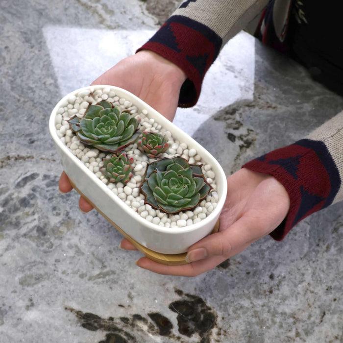 Bamboomn Short Oval Succulent Plant Pot With Tray
