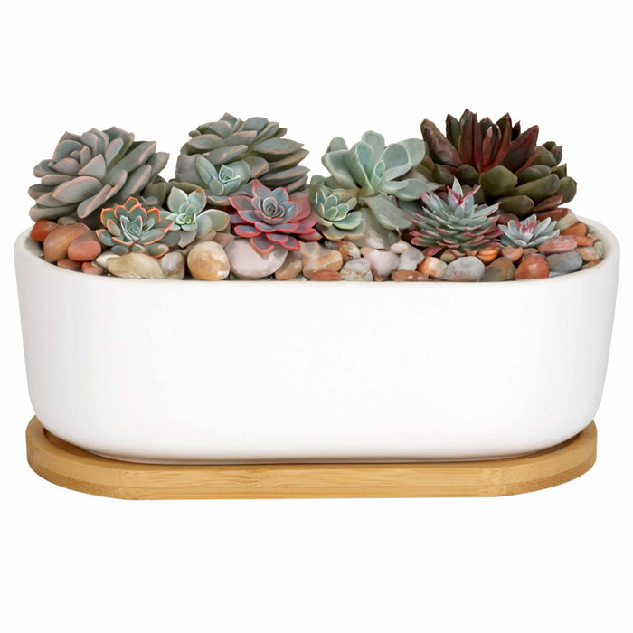 bamboomn Short Oval Succulent Plant Pot with Tray