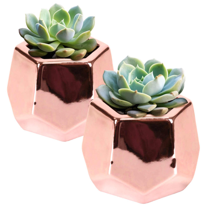 bamboomn Small Plant Succulent Pots