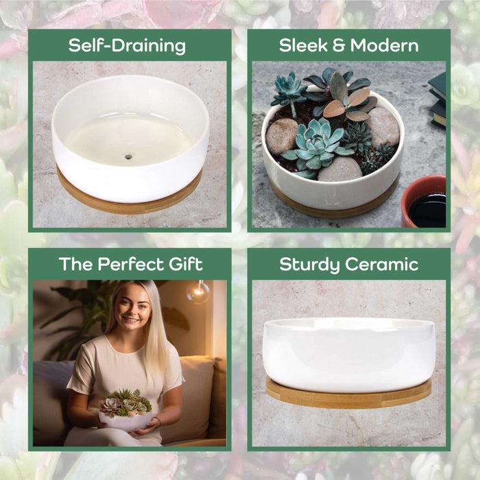 Bamboomn Small Round Succulent Pot With Tray