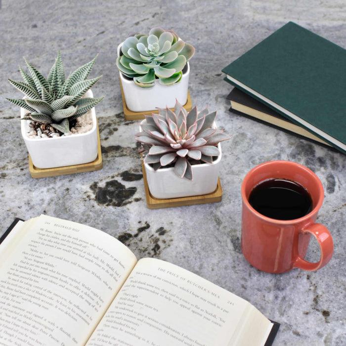 Bamboomn Square Succulent Pots With Tray