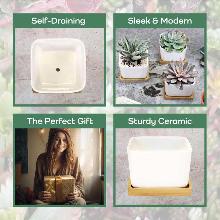 Bamboomn Square Succulent Pots With Tray