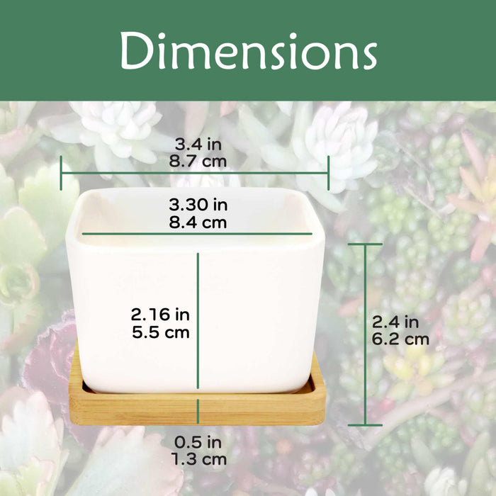 Bamboomn Square Succulent Pots With Tray