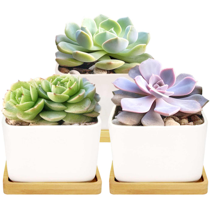 bamboomn Square Succulent Pots with Tray