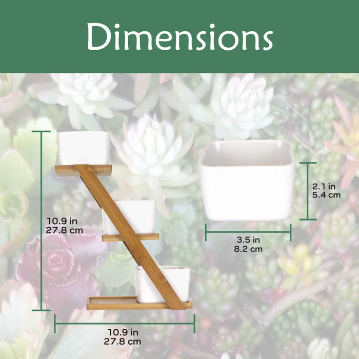 Bamboomn Succulent Pot Plant Display Set