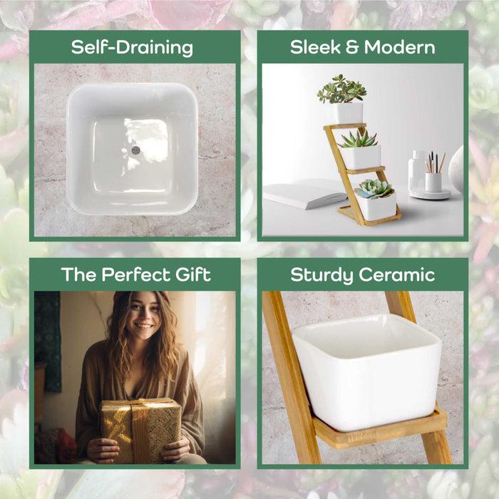 Bamboomn Succulent Pot Plant Display Set