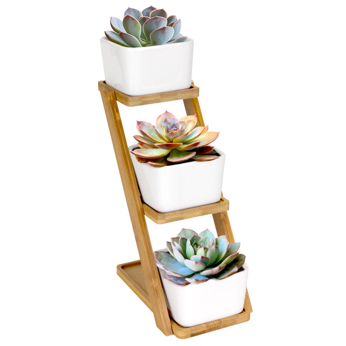 bamboomn Succulent Pot Plant Display Set