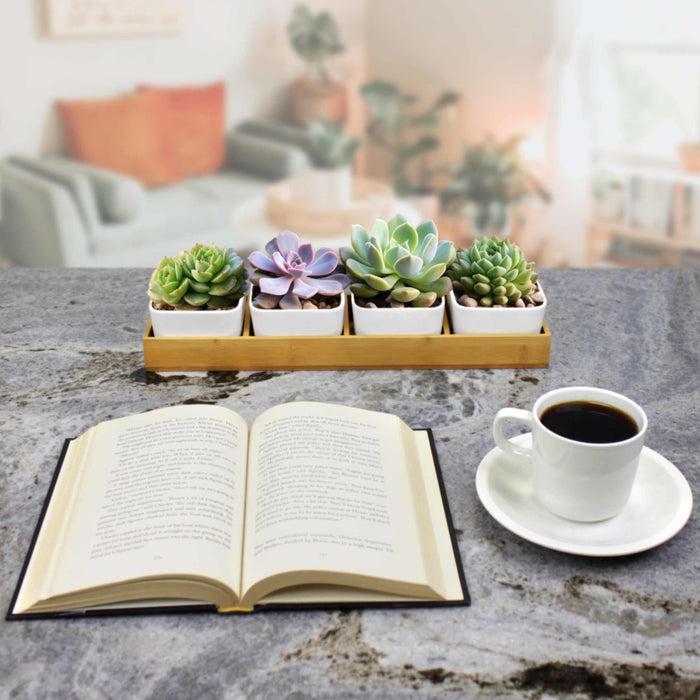 Bamboomn Succulent Pots