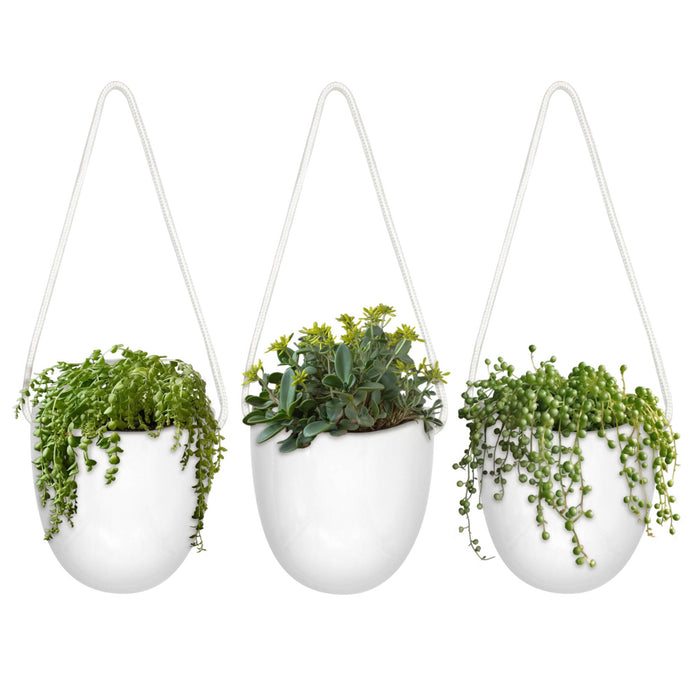 bamboomn Succulent Pots - 3 Buckets & Ropes