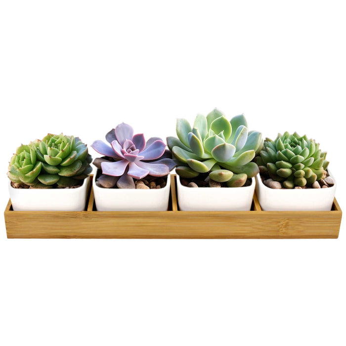 bamboomn Succulent Pots
