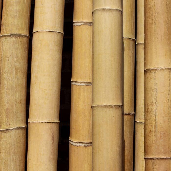 bamboomn Thick Bamboo Poles 10 Feet Long