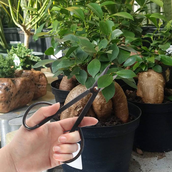 Bamboomn Bonsai Basics Set - 8" Knob Cutter And 7" Trimming Shear