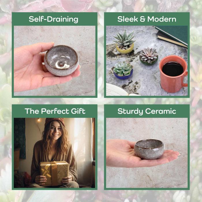 Bamboomn Ceramic Colored Small Plant And Succulent Pot Sets